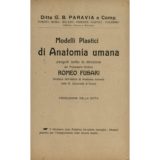 Modelli plastici di anatomia umana